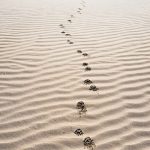 magnezis-magnestic-TW62wXQ6Omc-unsplash