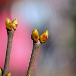 ¿Cómo deberíamos preparar nuestro corazón para acoger al Niño Jesús? alex-skobe-bflDYySX3Eg-unsplash